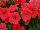 Ameriseed, Inc.: Petunia  'Salmon' 