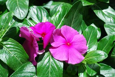 Vinca Mega™ Bloom 'Purple'