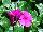 Ameriseed, Inc.: Vinca  'Purple' 