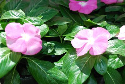 Vinca Mega™ Bloom 'Pink'