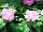 Ameriseed, Inc.: Vinca  'Pink' 