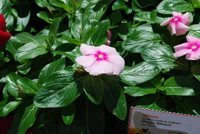 Vinca Mega™ Bloom 'Icy Pink'