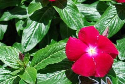 Vinca Mega™ Bloom 'Burgundy with Eye'