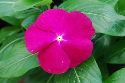 Vinca Mega™ Bloom 'Raspberry'