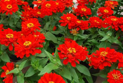 Zinna  'Red'