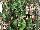 Floranova: Begonia  'Green' 