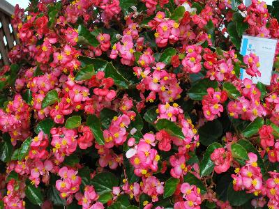 Floranova: Stara Begonia Deep Rose 