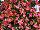 Floranova: Begonia  'Deep Rose' 