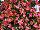 Floranova: Begonia  'Deep Rose' 