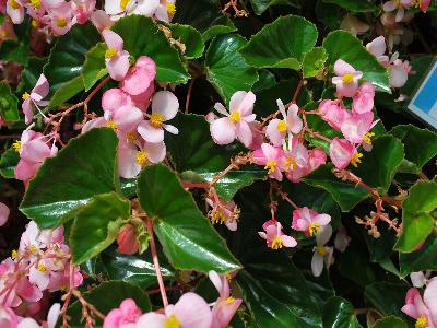 Floranova: Stara Begonia Pink 