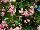 Floranova: Begonia  'Pink' 