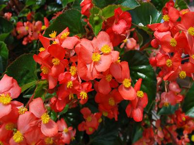 Floranova: Begonia Red Stara