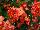 Floranova: Begonia  'Red' 