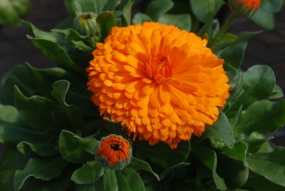 Floranova: Calendula Orange Orange Costa