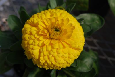 Floranova: Calendula Yellow Yellow Costa