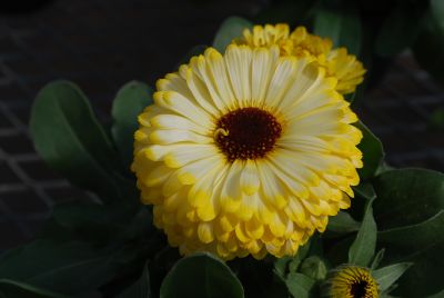 Floranova: Calendula Yellow White Light Yellow Costa