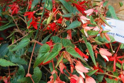 Begonia Bossa Nova 'Mixed'