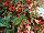 Floranova: Begonia  'Mixed' 