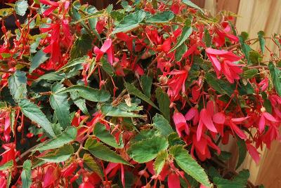 Bossa Nova Begonia 'Rose'