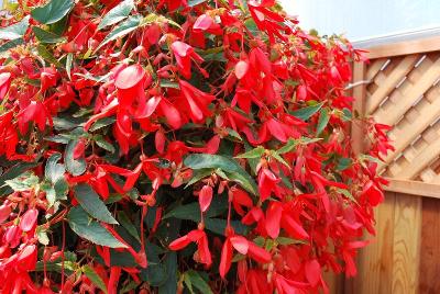 Begonia Bossa Nova 'Red'