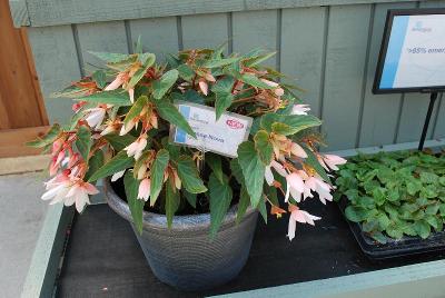 Floranova: Bossa Nova Begonia White 