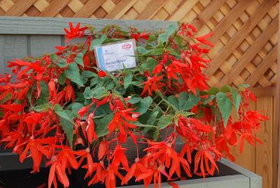 Floranova: Bossa Nova Begonia Orange 