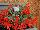 Floranova: Begonia  'Orange' 