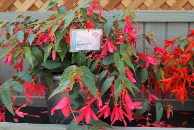 Bossa Nova Begonia Rose 