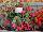 Floranova: Begonia  'Rose' 