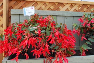 Begonia Bossa Nova 'Red'