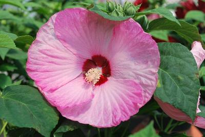 Honeymoon Hibiscus Light Rose 