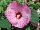Floranova: Hibiscus  'Light Rose' 