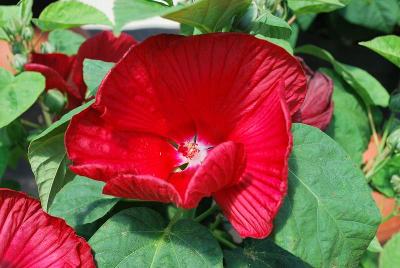 Hibiscus Honeymoon 'Deep Red'