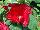 Floranova: Hibiscus  'Deep Red' 