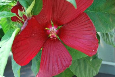 Honeymoon Hibiscus Deep Red 