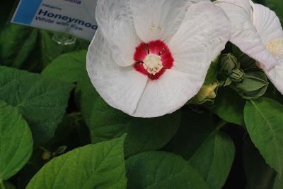 Hibiscus Honeymoon 'White with Eye'