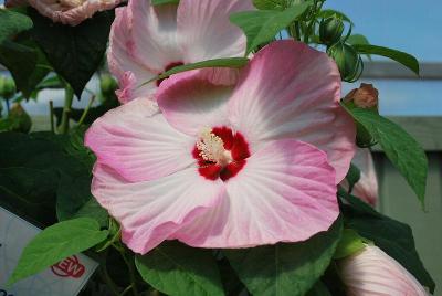 Honeymoon Hibiscus Light Rose 