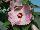 Floranova: Hibiscus  'Light Rose' 