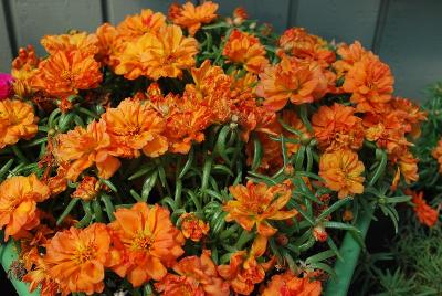 Portulaca Sun Daze 'Orange'