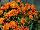 Floranova: Portulaca  'Orange' 