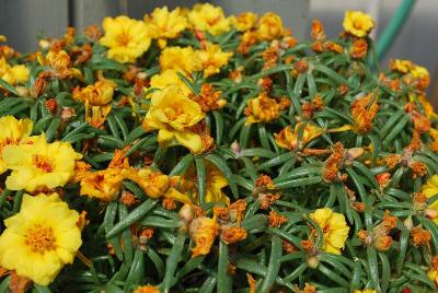 Portulaca Sun Daze 'Yellow'