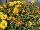 Floranova: Portulaca  'Yellow' 