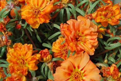 Portulaca Lazy Daze 'Orange'