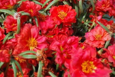 Portulaca Lazy Daze 'Red'