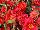 Floranova: Portulaca  'Red' 