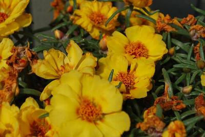 Lazy Daze Portulaca Yellow 