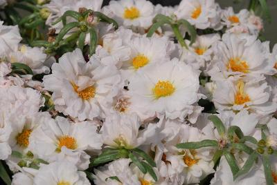 Lazy Daze Portulaca White 