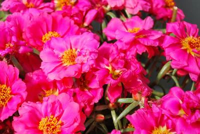 Lazy Daze Portulaca Fuchsia 