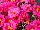 Floranova: Portulaca  'Fuchsia' 