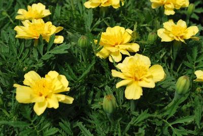 Marigold, french Alumia 'Vanilla Cream'